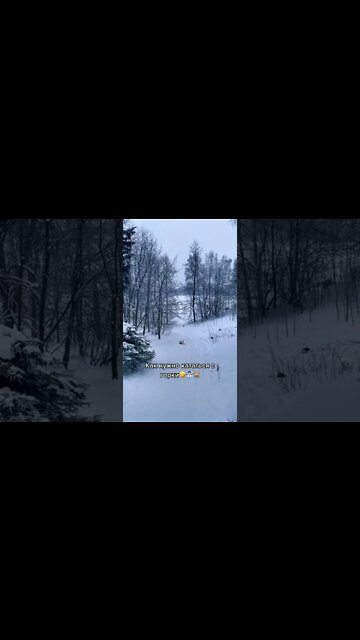 Happy dog :)) ❤🐕#shorts