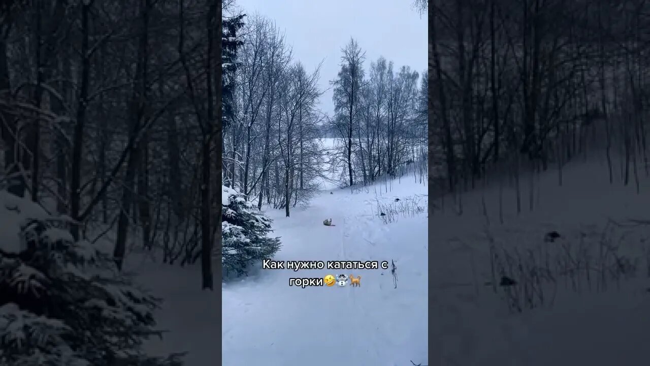 Happy dog :)) ❤🐕#shorts