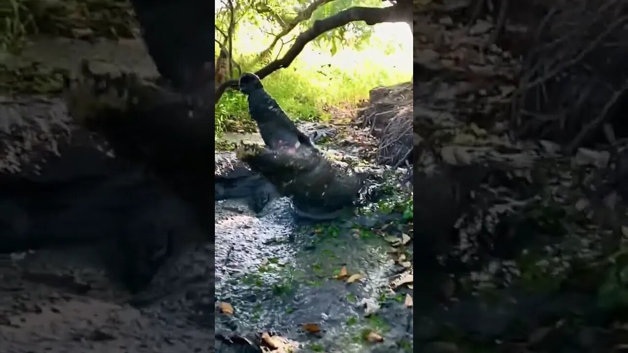 Nature's Amazing Animal Saltwater Crocodile
