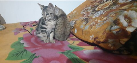 Cat 😴 sleeping