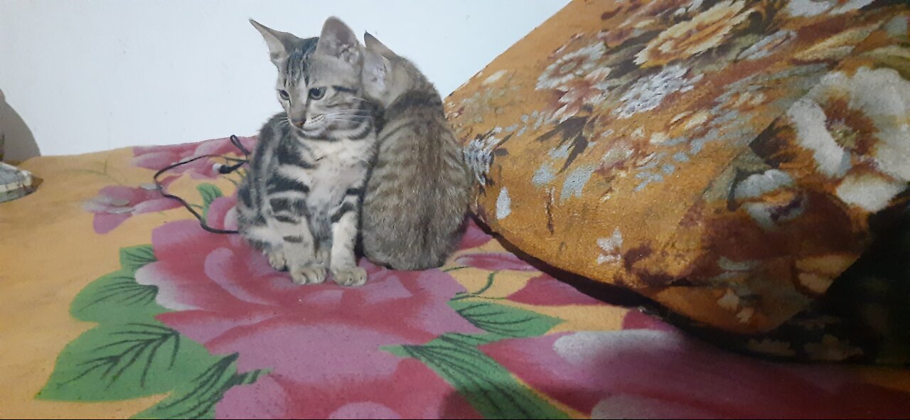 Cat 😴 sleeping