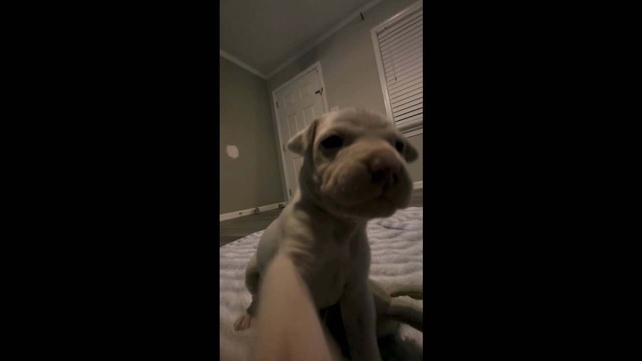 Guku the pitbull puppy attacks phone