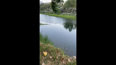 Ducks on the river