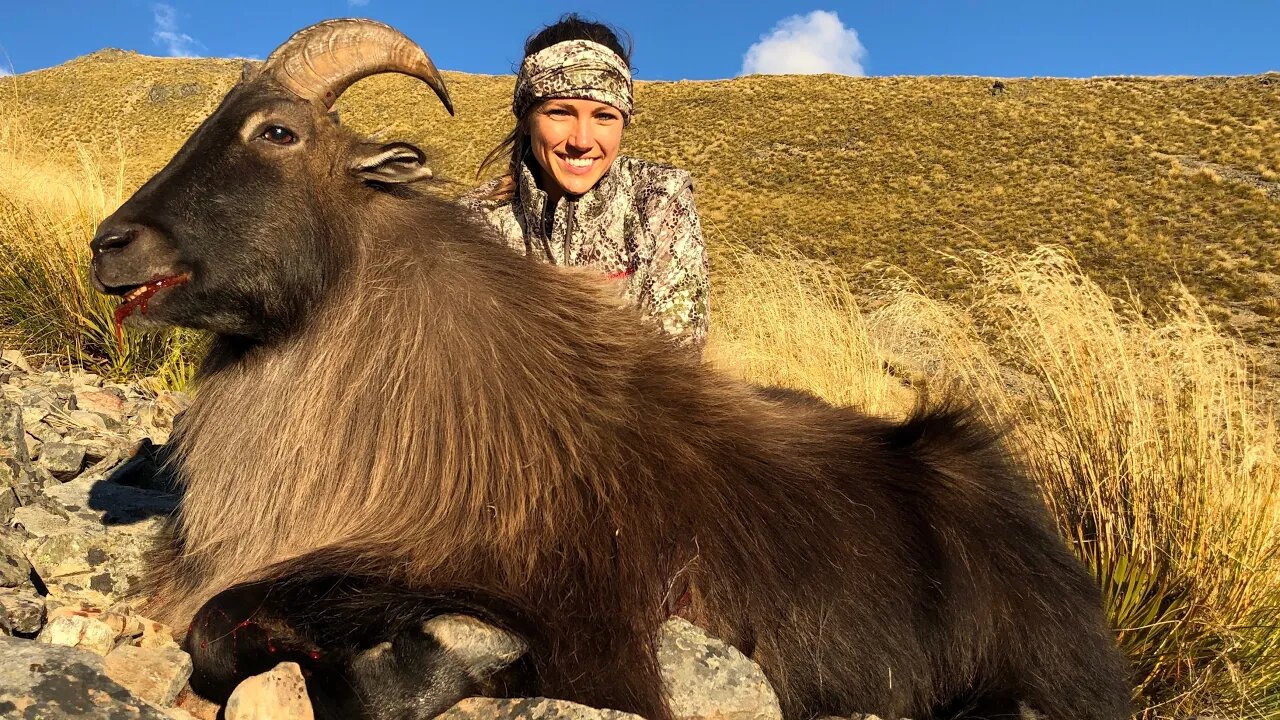 Coolest Animal I Have Ever Hunted! ￼Himalayan Tahr Mountain Hunt in New Zealand!￼