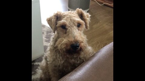 Oscar the Dog listens to Newsmax while begging