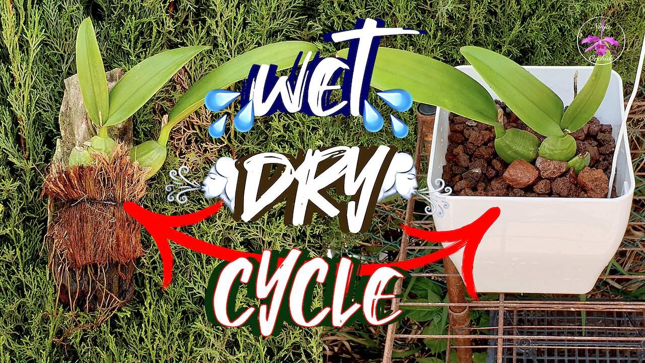 Reverse Lava Rock Layering for Orchids in Semi Hydro Culture | Set up Change #ninjaorchids