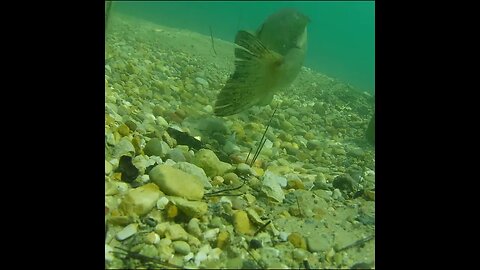 smallmouth protects its nest
