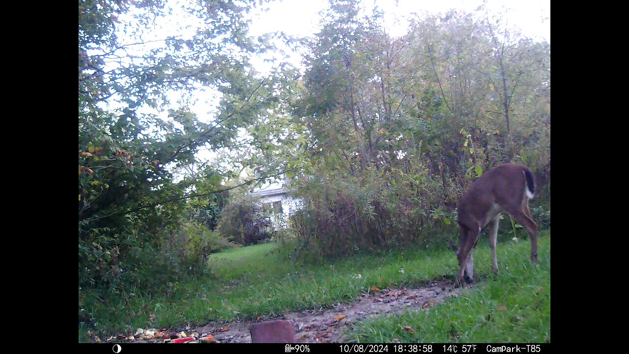 Deer 10-08-2024