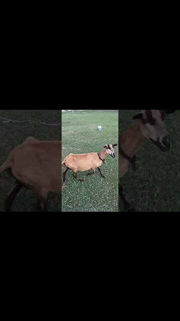 The Marathon Continues