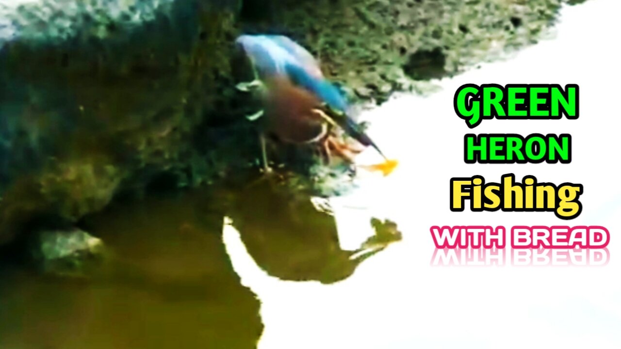 Green Heron Fishing | Smart Green Heron Fishing Using Bread As Bait |