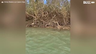 Une famille vole au secours d'une tortue en Australie