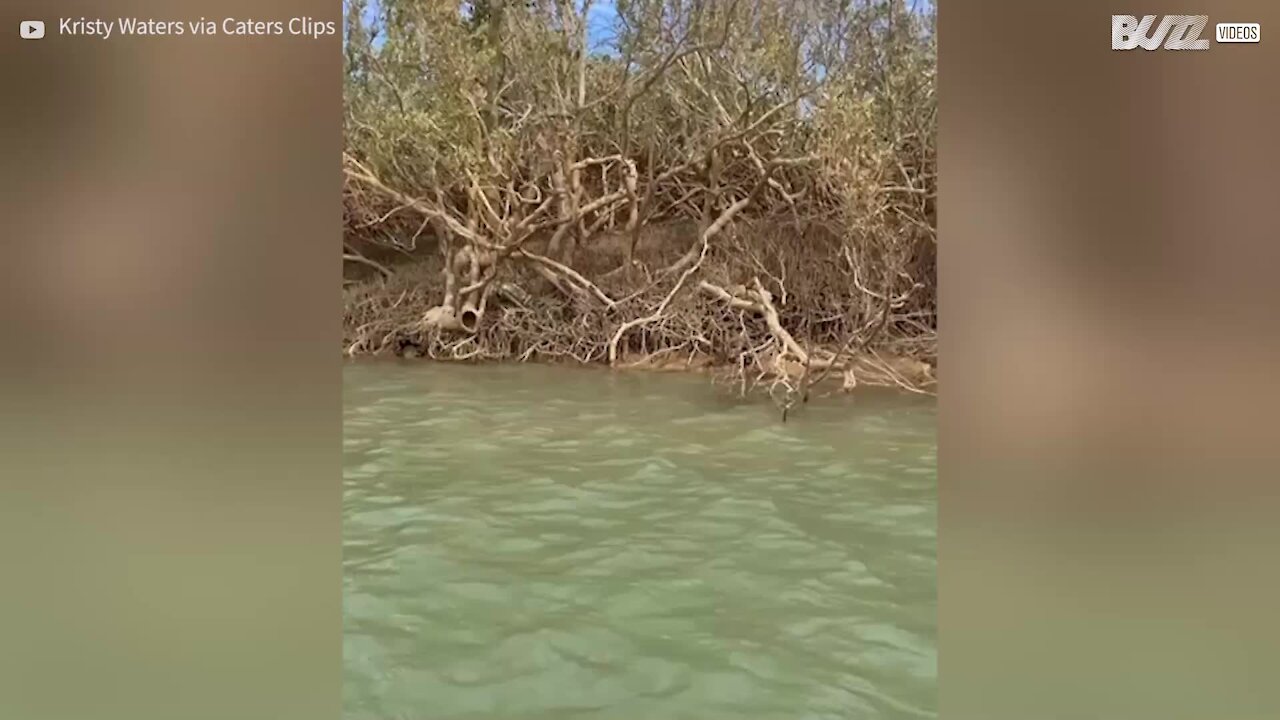 Une famille vole au secours d'une tortue en Australie