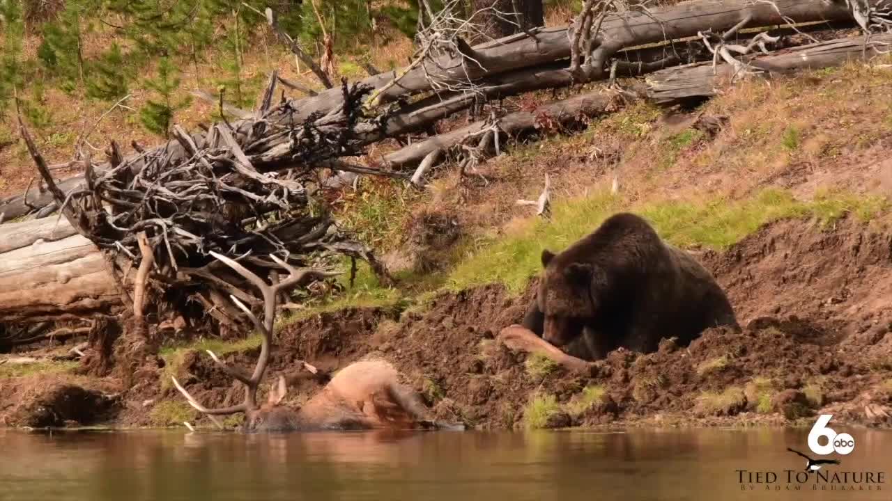 Grizzly vs elk