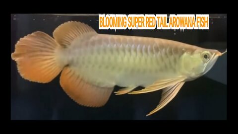 BLOOMING SUPER RED TAIL AROWANA FISH