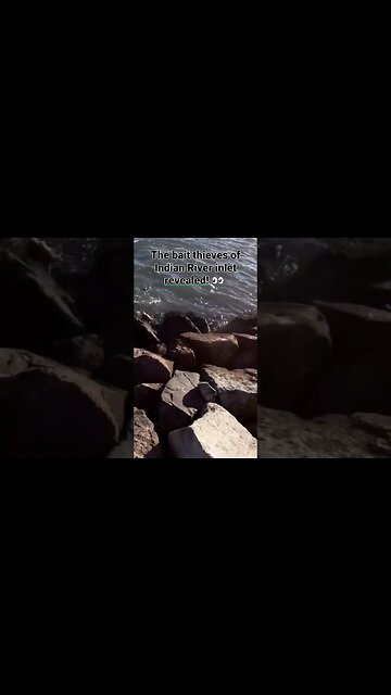 The Bait Thieves of Indian River Inlet #tog #blackfish #fishing