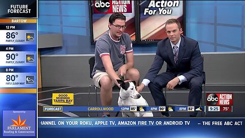 Pet of the week: 1-year-old Dutchess is a very sweet girl needing a home