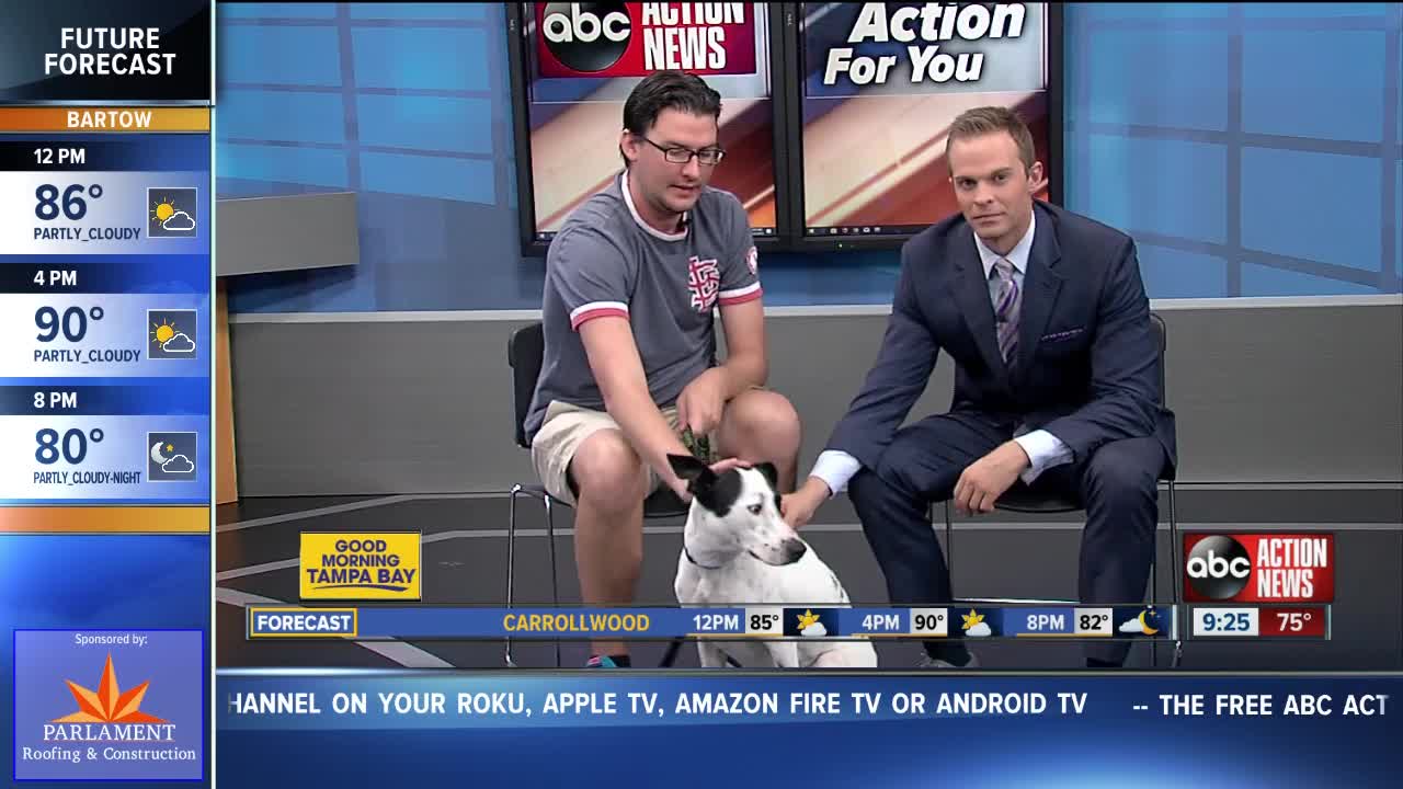 Pet of the week: 1-year-old Dutchess is a very sweet girl needing a home
