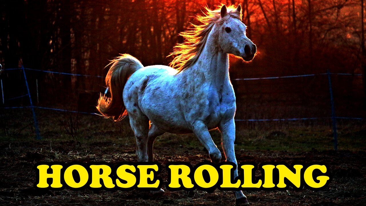 how an adulte horse rolling - video explainer