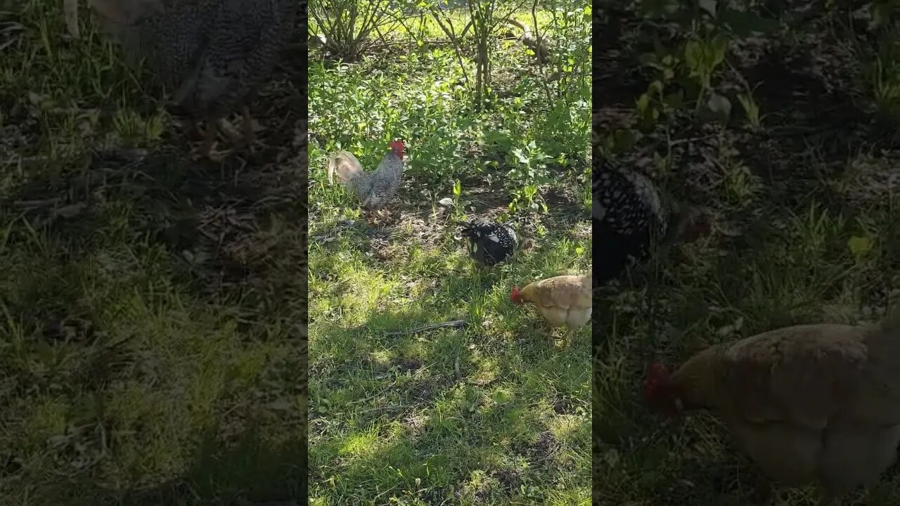 Chickens