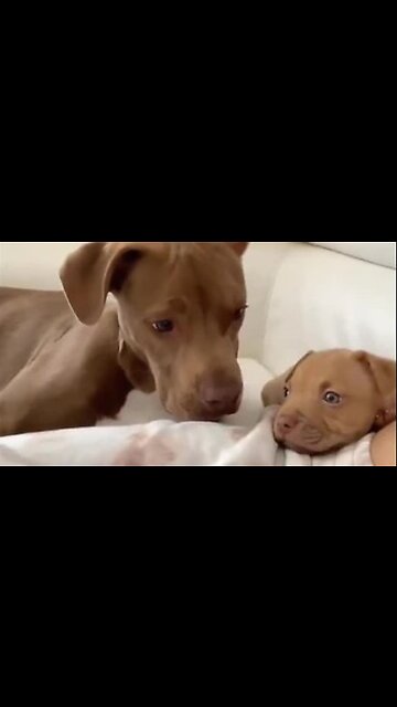 Big dog is not sure about this new guy!🙄