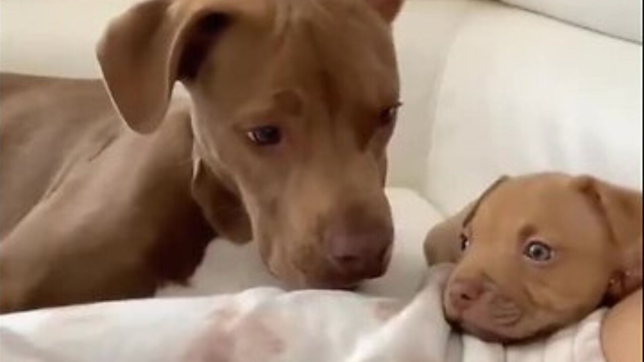 Big dog is not sure about this new guy!🙄