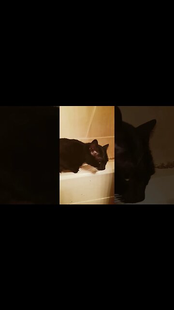 Kitty sitting on the tub #shortsfeed #cat #shortsvideo #kitty #youtubeshorts #kittycat #cutekitty