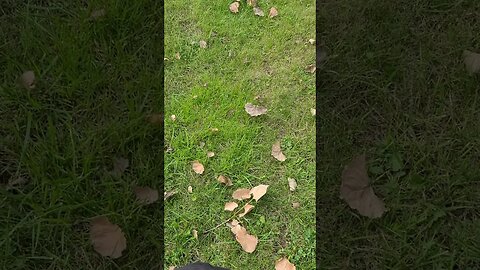 different grass #shorts