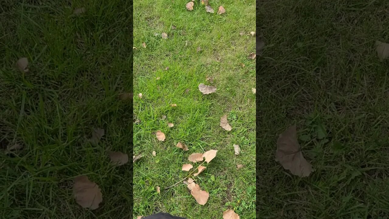 different grass #shorts