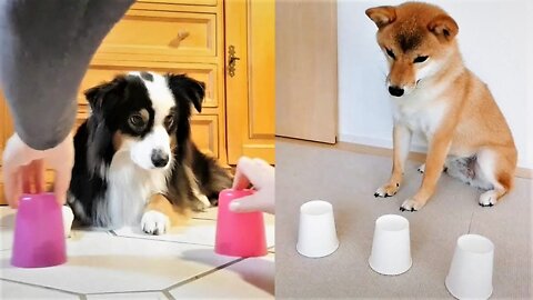 Funny Dogs and Cats Reaction to Magic Tricks