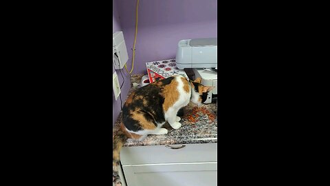 cat13