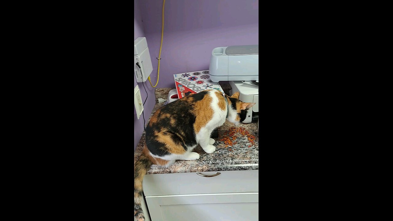 cat13