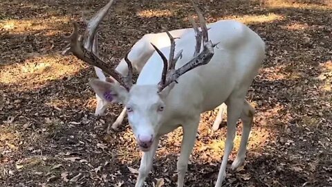 Forrest is Back! Antlers at Twin Eagle Ranch Oct 8th