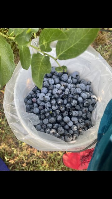 It’s Blueberry fun 🫐