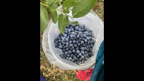 It’s Blueberry fun 🫐