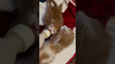 Look this cute lovely kitties 😻