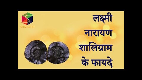 लक्ष्मी नारायण शालिग्राम के फायदे ll विधि विधान जाने llघर मे रखने मात्र से पितृ दोष, वास्तु दोष खत्म