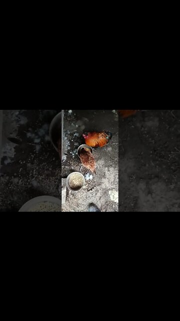 Good morning Rusty and P2