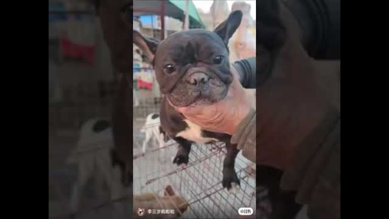 Baby Dogs 🐶 Cute and Funny Dog Videos Puppy Dogs Compilation (9)