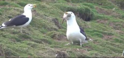 Seagull Swallows a Whole Rabbit on Welsh Island