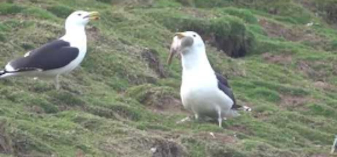 Seagull Swallows a Whole Rabbit on Welsh Island