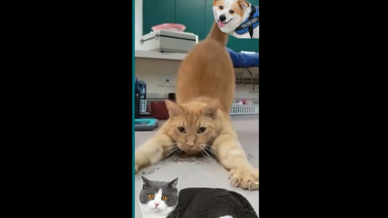 Cats and dogs fighting very funny😂|| Try not to laugh