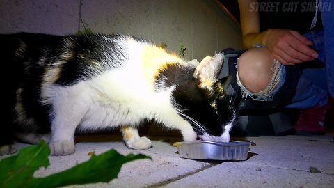 Calico Was Thrown Away Like Garbage... - Feeding Stray Cats