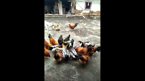 Dog vs Hen (Murga) Funny fight scene