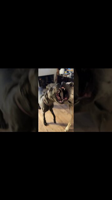 Epic argument !!🤣😂🤣💯 #happy #dog #meghan #like #puppy #love #parrot #funny #goodmorning