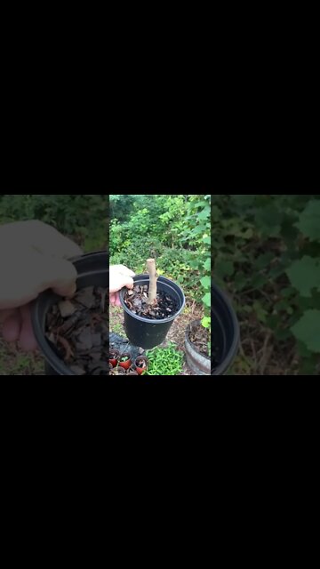 Growing from seeds vs growing from cuttings