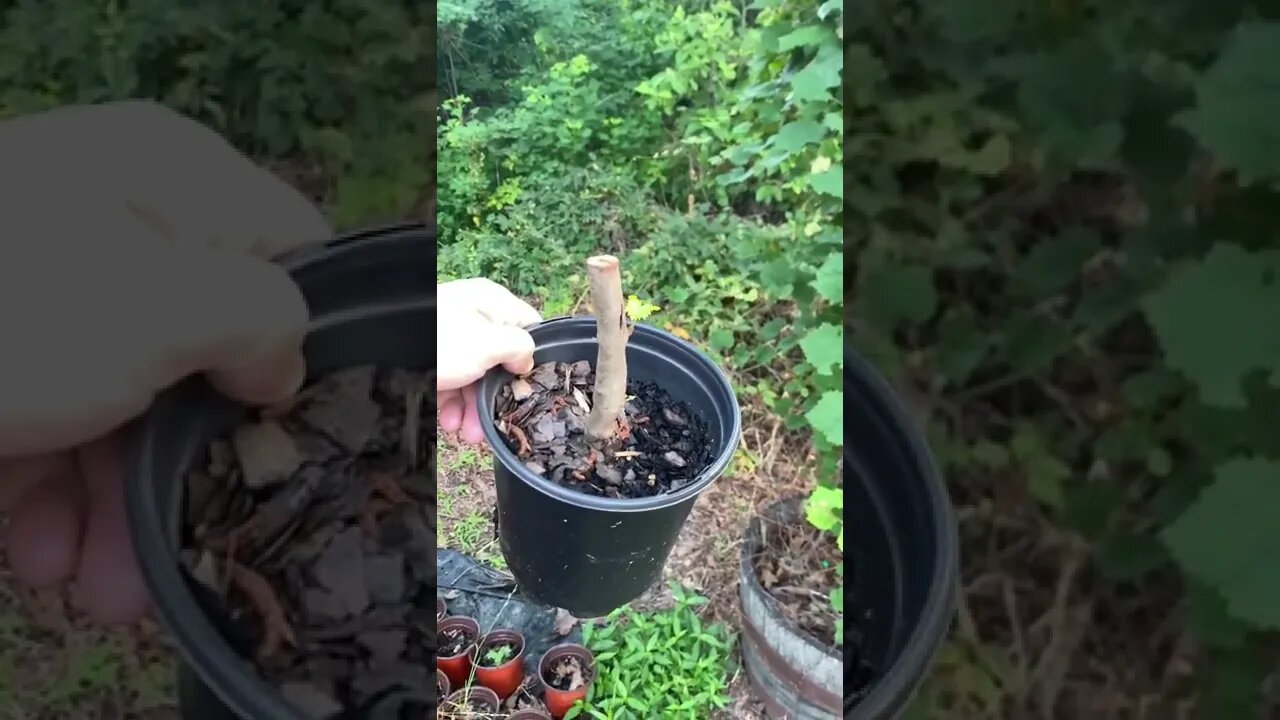 Growing from seeds vs growing from cuttings