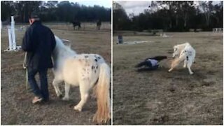 Pony ribelle trascina con sé l'addestratore