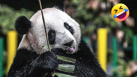 Comady Panda 😱 videos| Reels | Shorts Videos | Panda TikTok Videos