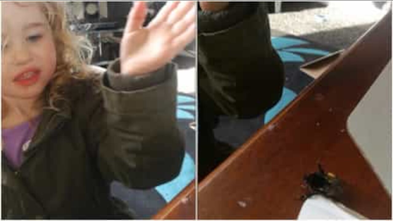Ape ringrazia la bambina che gli ha salvato la vita!