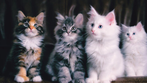 Cute baby cats funny and so cute